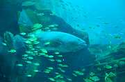 GA Aquarium 0005_1